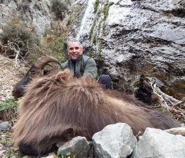 Trophy Tahr
