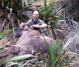 Trophy Tahr