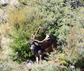 Free range fallow buck