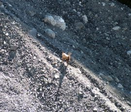 Trophy chamois buck